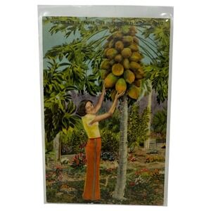 Vintage Linen Postcard Papaya Tree in Tropical Florida Colourpicture Publication